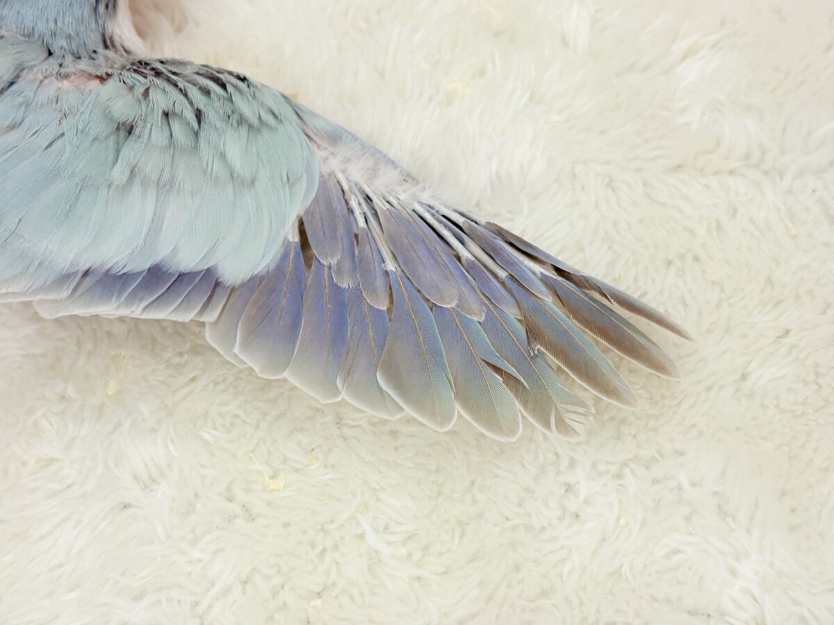 【動画更新🪄】くりくりおめめのプリティーフェイス🐥💖オキナインコ(ブルーパリド) ヒナ オキナインコ