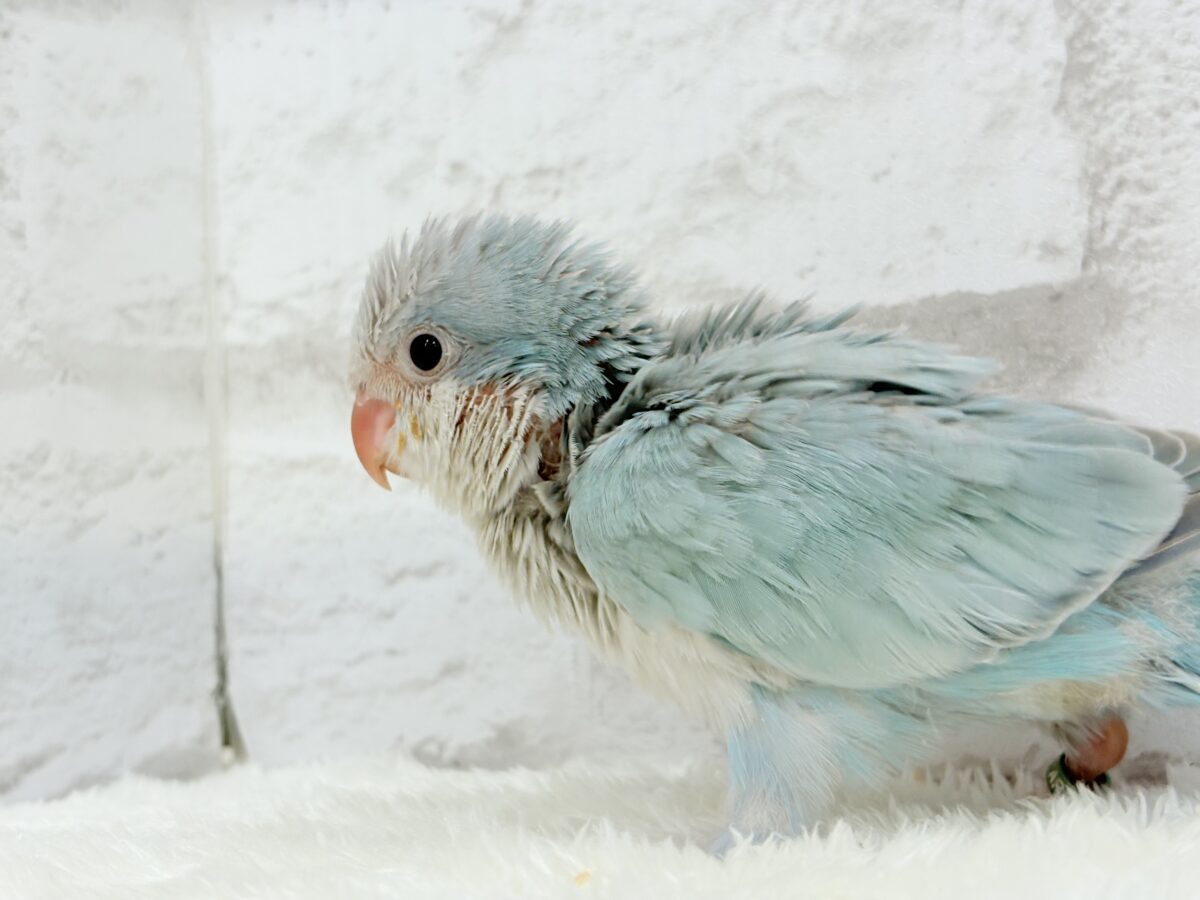 オキナインコ