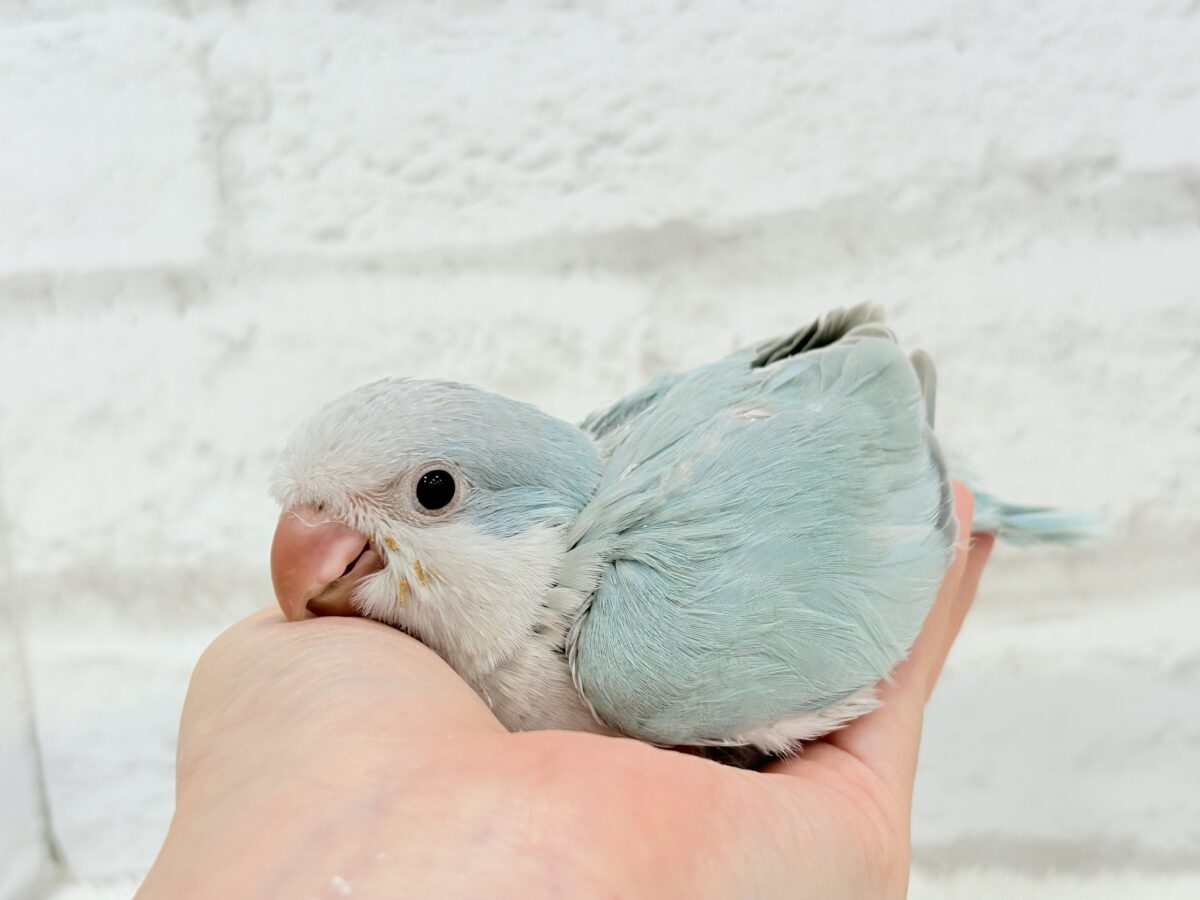 オキナインコ
