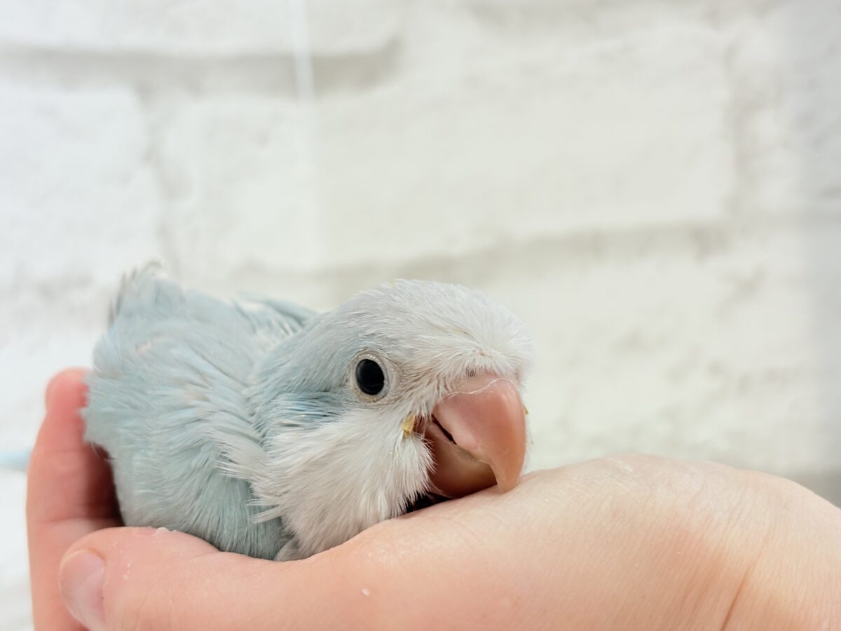 【動画更新🪄】くりくりおめめのプリティーフェイス🐥💖オキナインコ(ブルーパリド) ヒナ オキナインコ