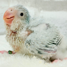 青の透明感って美しい🐣✨オキナインコ(ブルーパリドイノ) ヒナ