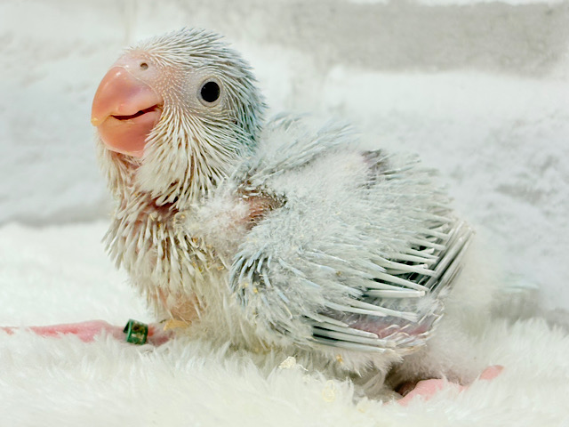 青の透明感って美しい🐣✨オキナインコ(ブルーパリドイノ) ヒナ