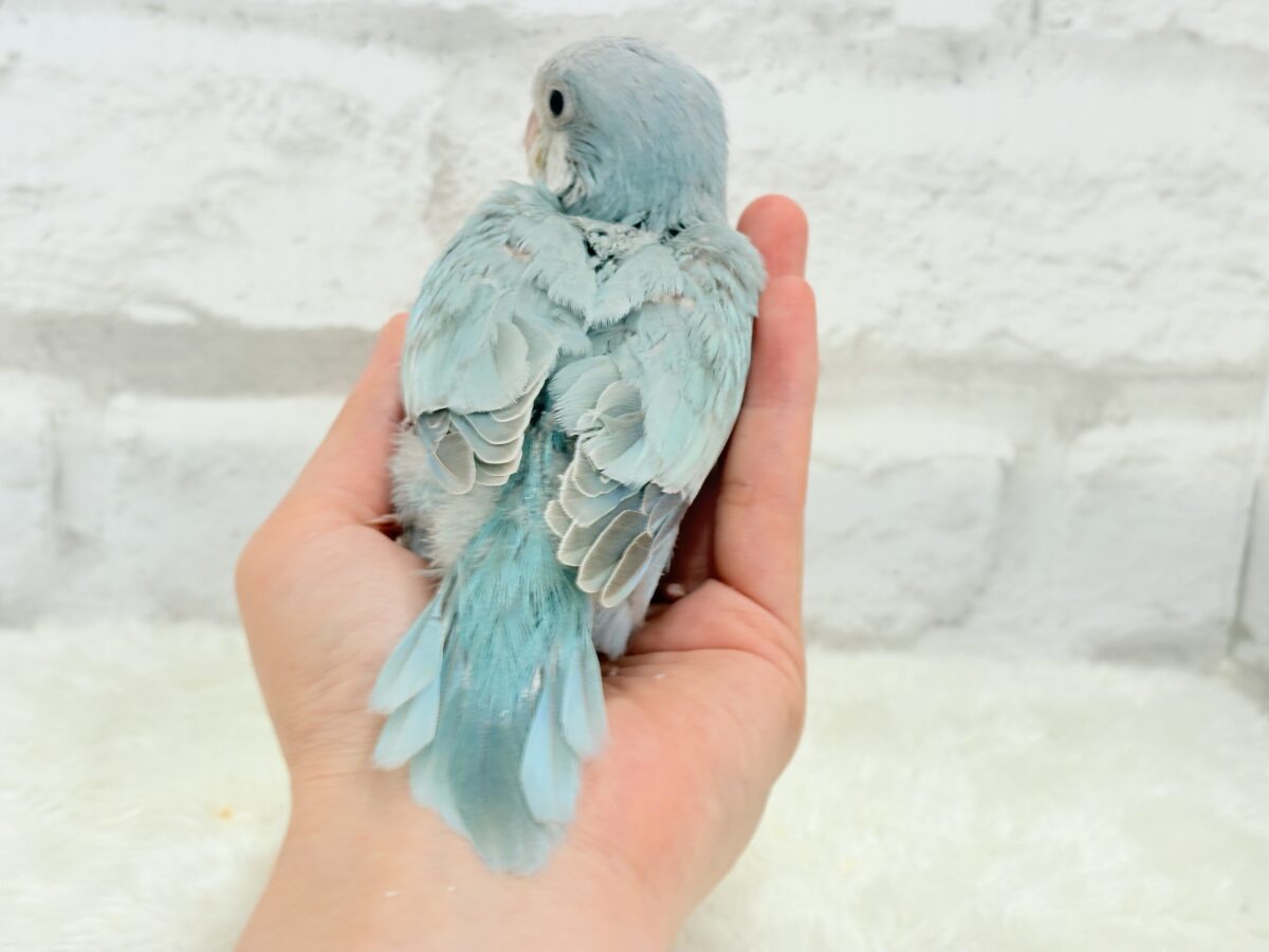 オキナインコ