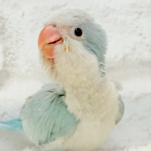 【動画更新🪄】くりくりおめめのプリティーフェイス🐥💖オキナインコ(ブルーパリド) ヒナ