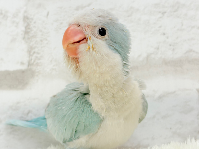【動画更新🪄】くりくりおめめのプリティーフェイス🐥💖オキナインコ(ブルーパリド) ヒナ