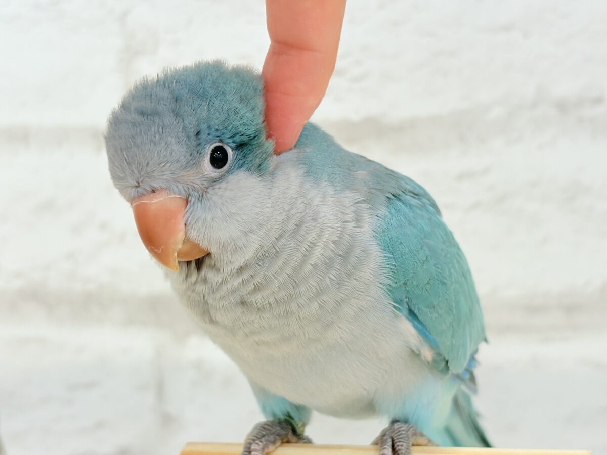 【 緊急!延長決定!】鳥好きさん集まれ〜っ🐥🪅💫中型インコ祭🏮🎉 説明画像です