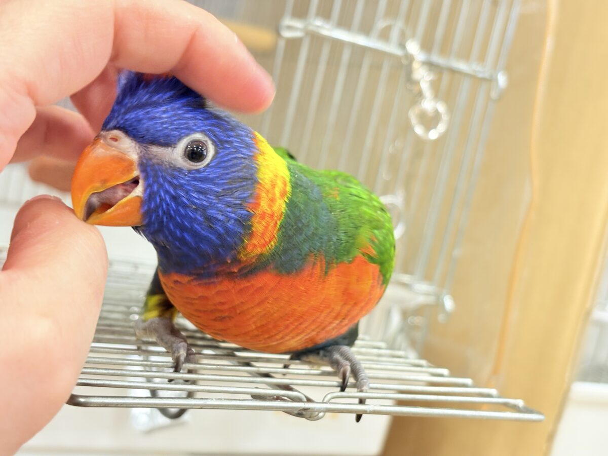 説明画像です