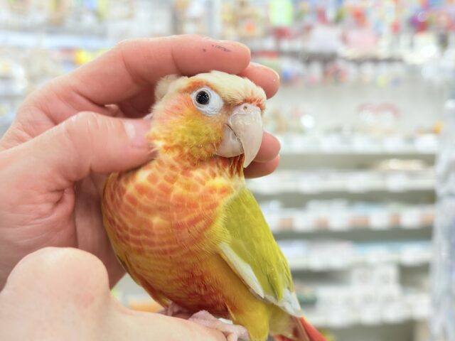 【 緊急!延長決定!】鳥好きさん集まれ〜っ🐥🪅💫中型インコ祭🏮🎉 説明画像です