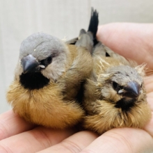 お久しぶりです！シュバシキンセイチョウヒナさん💖