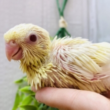 💗きゅるきゅるオメメにやられちゃう💗サザナミインコ優しさ溢れるクリームイノ❗️
