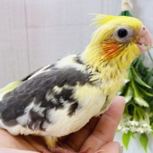 私はパイド派‪( ˙꒳​˙ᐢ )そんな皆さん注目ですよ〜‼️オカメインコパイドカラー‎‎𖤐 ̖́-‬