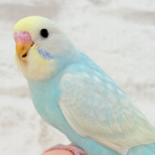 【最新画像更新🪄】1度見たら忘れられない…🐣💝セキセイインコ(パステルレインボー) ヒナ
