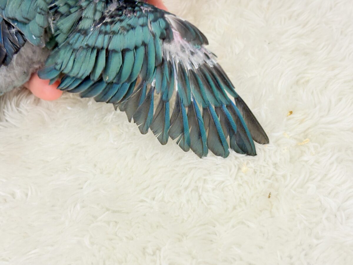 サザナミインコ