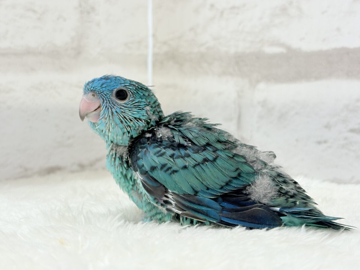 サザナミインコ