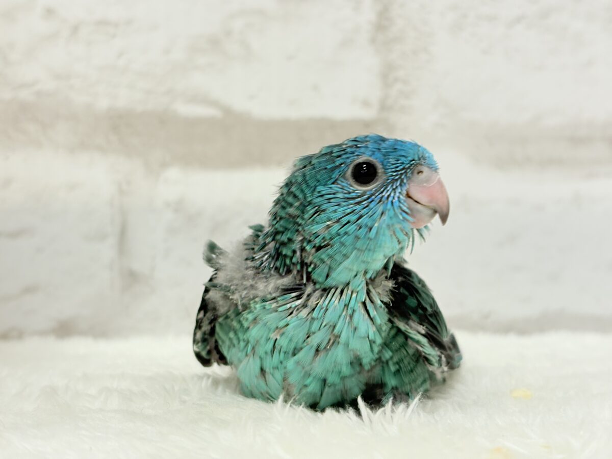 サザナミインコ
