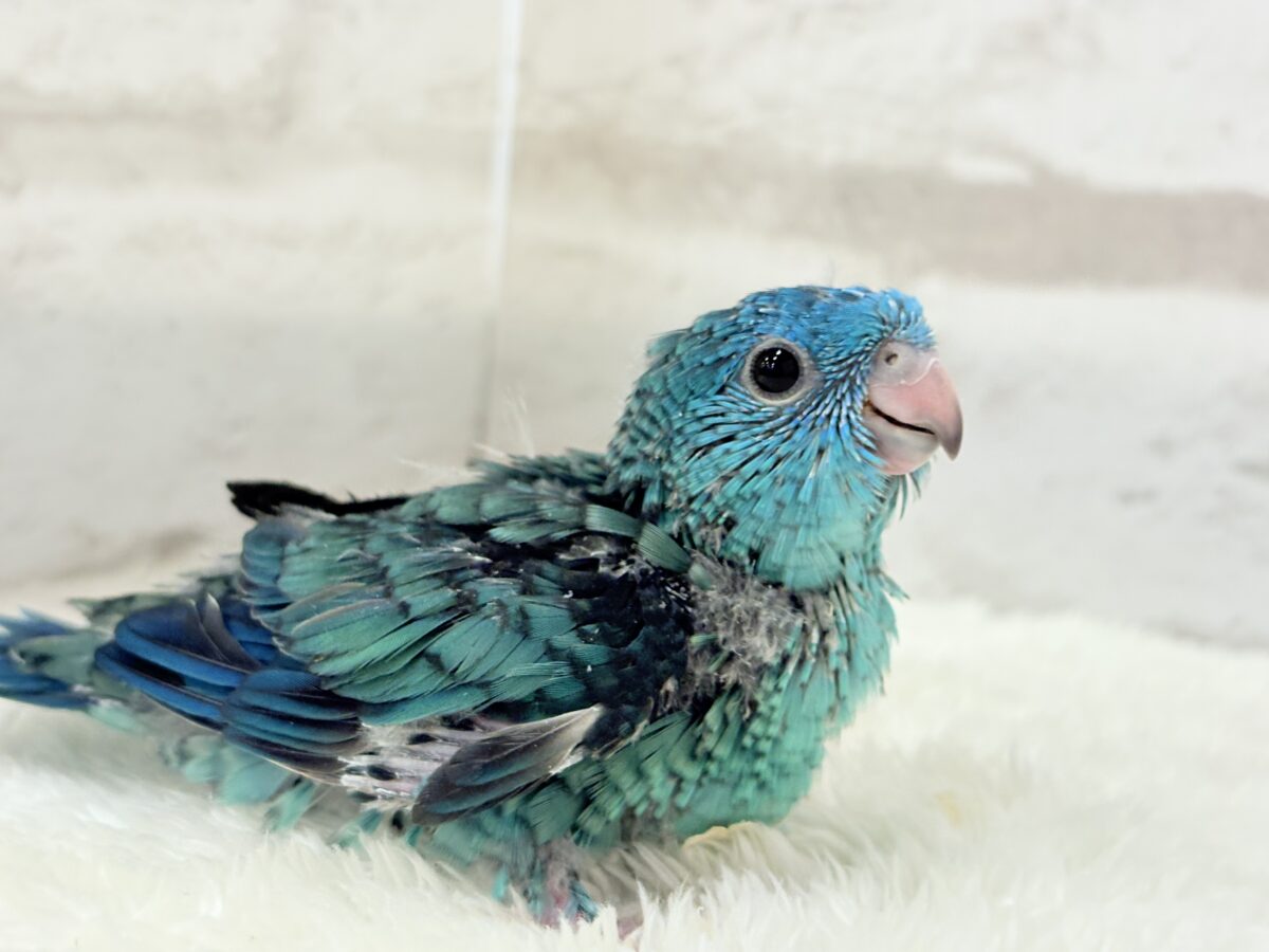 サザナミインコ