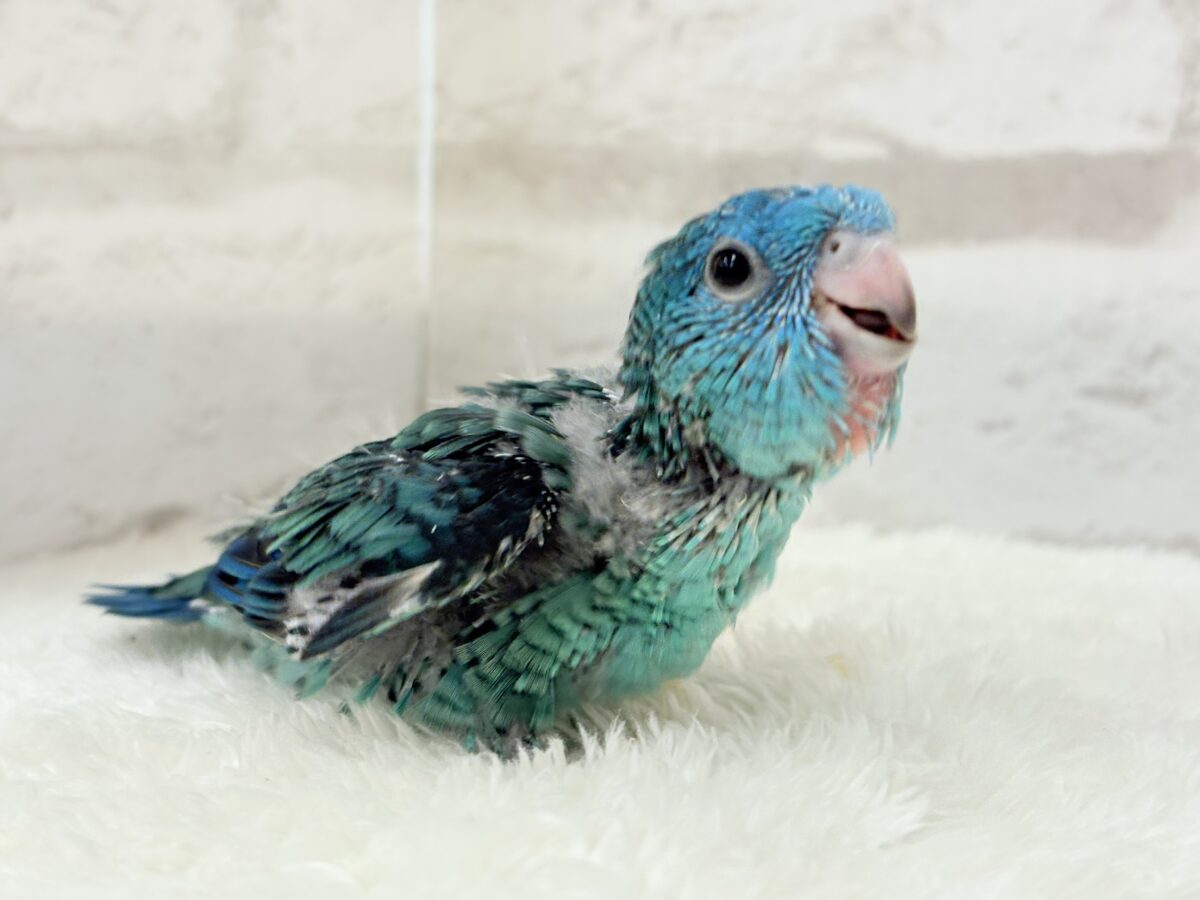 サザナミインコ