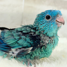 【最新画像更新🪄】これを聞かなきゃ1日が終われない！？🐣🎤💙サザナミインコ(ブルー) ヒナ