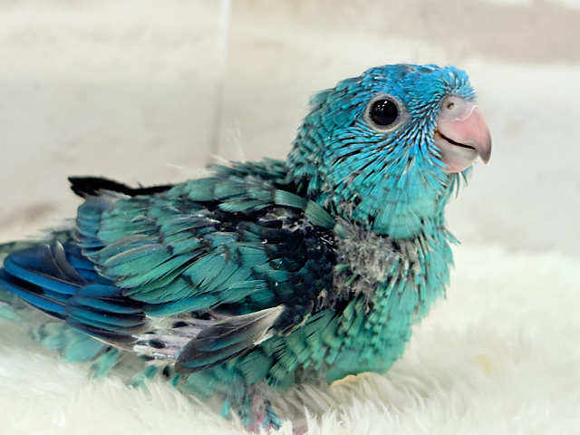 【最新画像更新🪄】これを聞かなきゃ1日が終われない！？🐣🎤💙サザナミインコ(ブルー) ヒナ