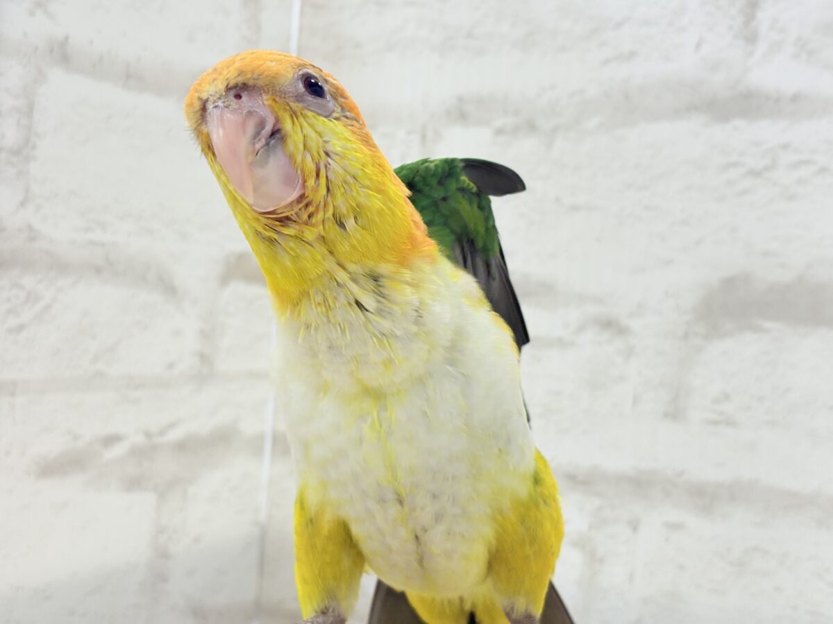 【最新画像更新🪄もうすぐひとり餌☆】元気印🪅みかん頭の甘えんぼ🍊💖シロハラインコ ヒナ シロハラインコ