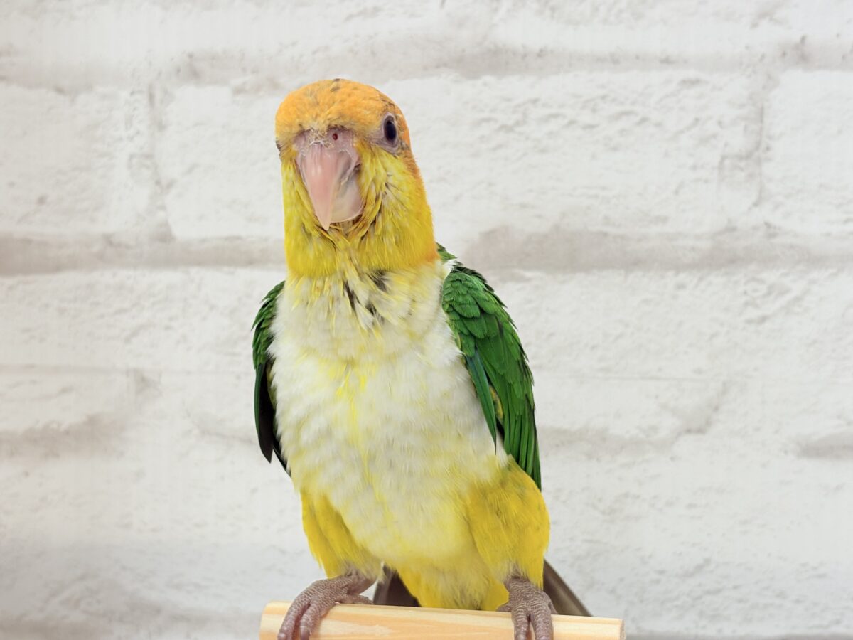 【最新画像更新🪄もうすぐひとり餌☆】元気印🪅みかん頭の甘えんぼ🍊💖シロハラインコ ヒナ シロハラインコ
