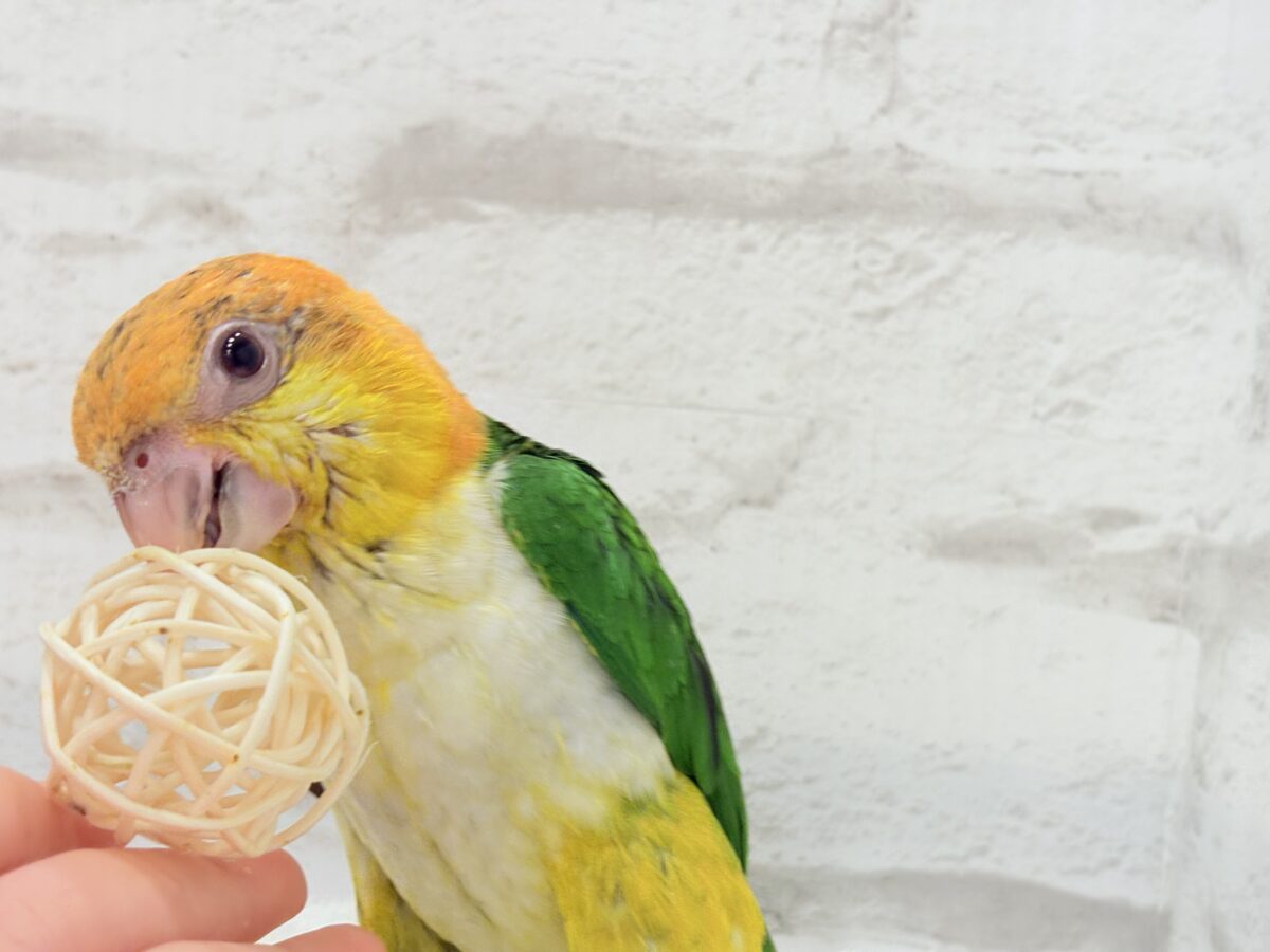 【最新画像更新🪄もうすぐひとり餌☆】元気印🪅みかん頭の甘えんぼ🍊💖シロハラインコ ヒナ シロハラインコ