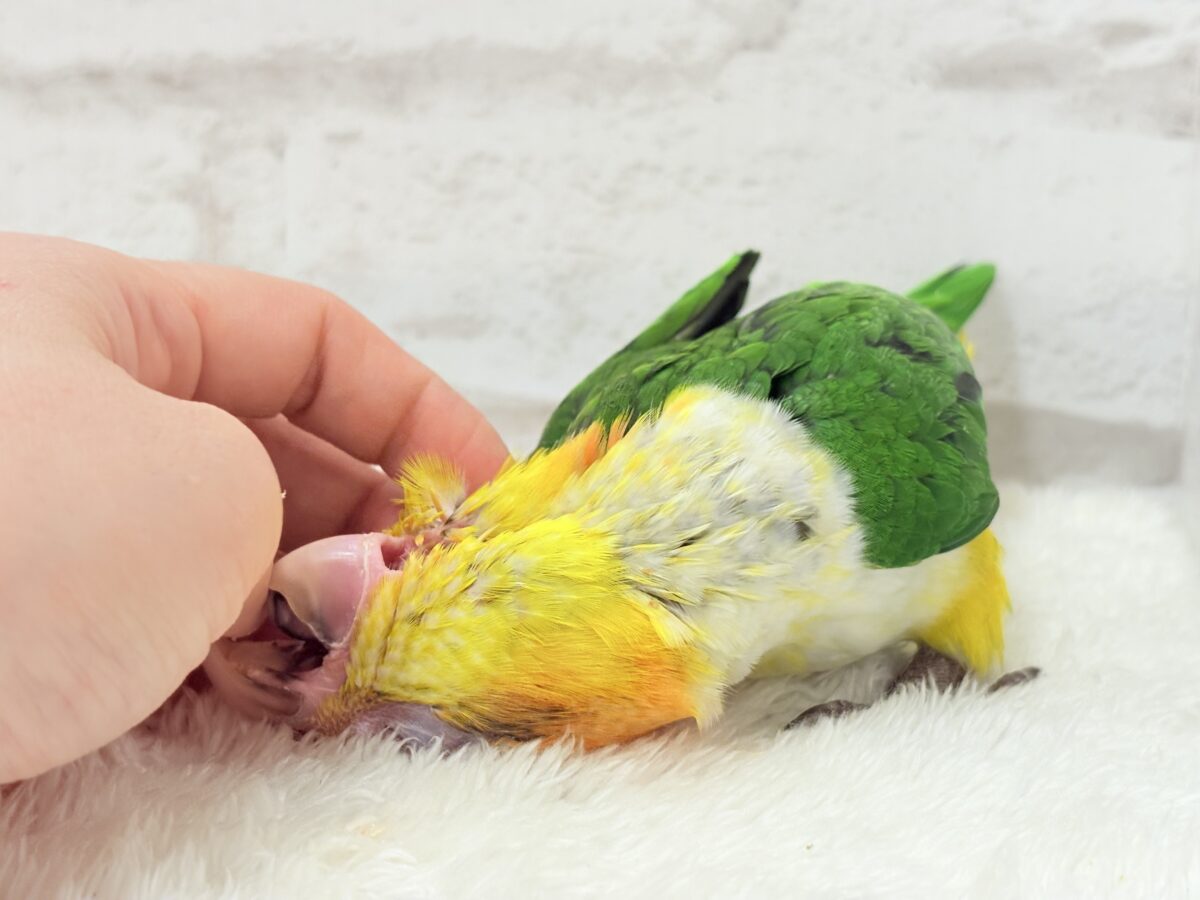 【最新画像更新🪄もうすぐひとり餌☆】元気印🪅みかん頭の甘えんぼ🍊💖シロハラインコ ヒナ シロハラインコ