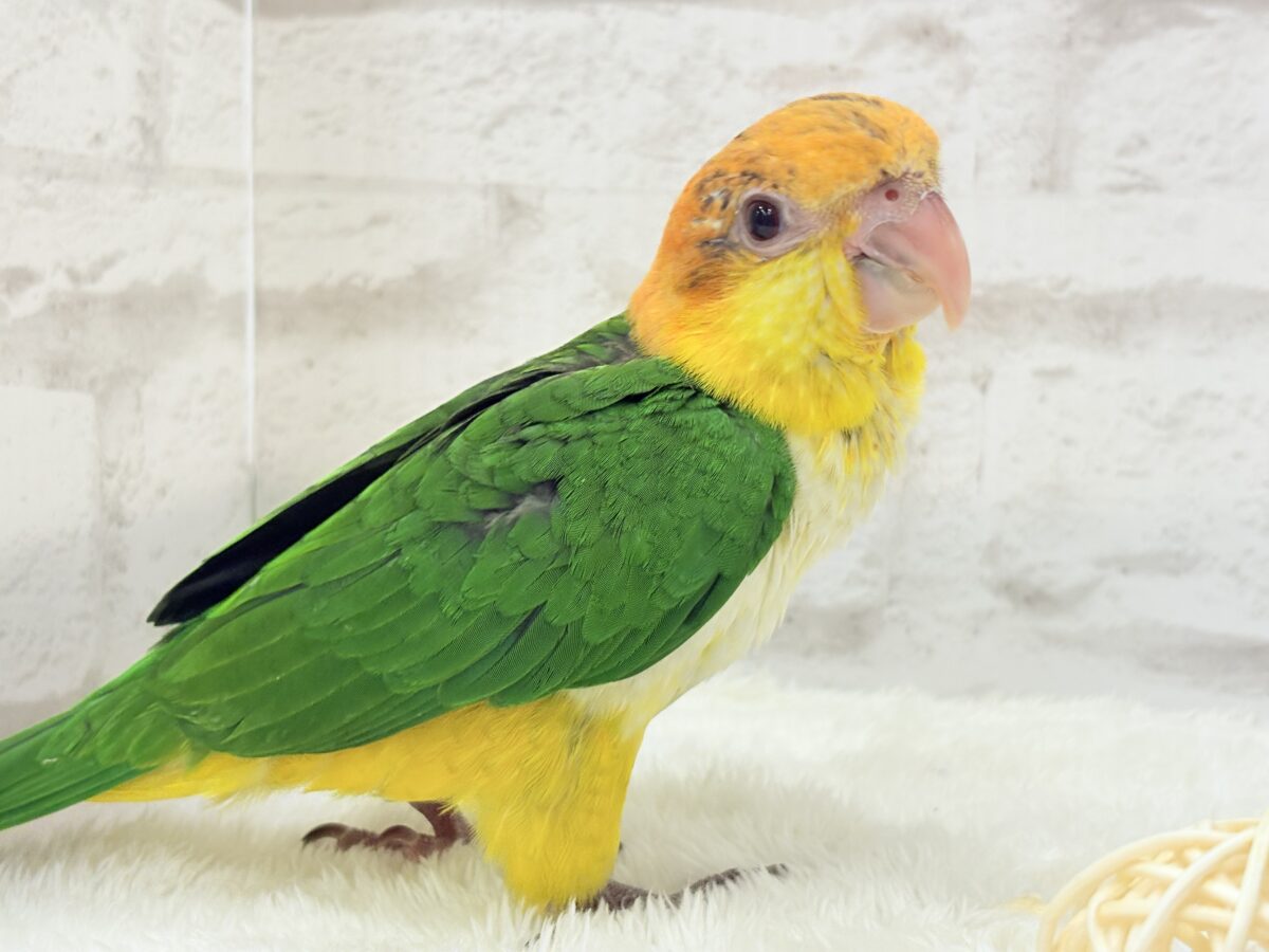 【最新画像更新🪄もうすぐひとり餌☆】元気印🪅みかん頭の甘えんぼ🍊💖シロハラインコ ヒナ シロハラインコ