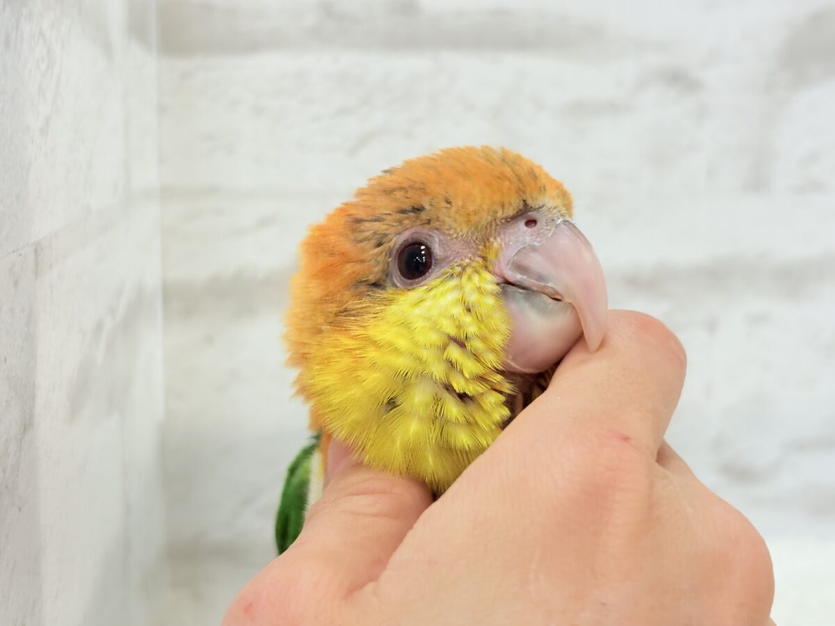 【最新画像更新🪄もうすぐひとり餌☆】元気印🪅みかん頭の甘えんぼ🍊💖シロハラインコ ヒナ シロハラインコ