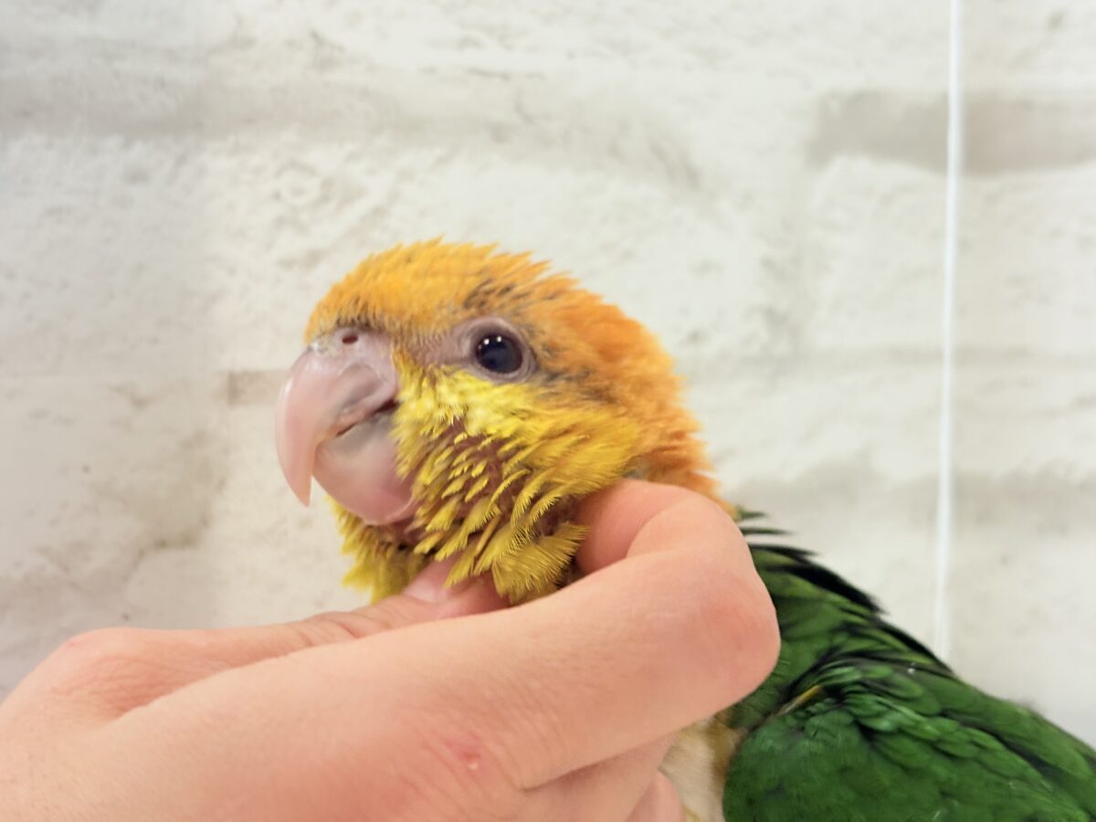 【最新画像更新🪄もうすぐひとり餌☆】元気印🪅みかん頭の甘えんぼ🍊💖シロハラインコ ヒナ シロハラインコ