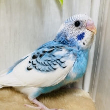 🧊爽やかぎゅっと詰め込みました🩵セキセイインコブルーパイド🤍