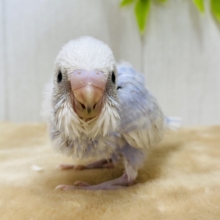 お上品なカラーですが…元気いっぱい😳‼️セキセイインコ（スパングルパイド）💜