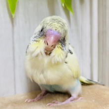 ふわっとモフモフ感が可愛すぎ💕セキセイインコ（クリームハルクイン）💛