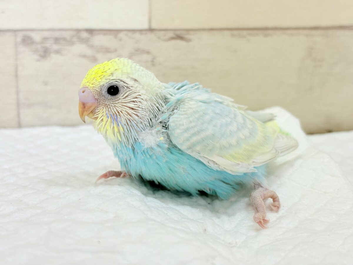【最新画像】しゅわしゅわ爽やかラムネちゃん🐣🎐セキセイインコ(パステルレインボー) セキセイインコ