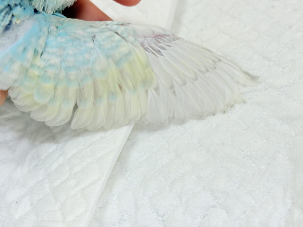 【最新画像】しゅわしゅわ爽やかラムネちゃん🐣🎐セキセイインコ(パステルレインボー) セキセイインコ