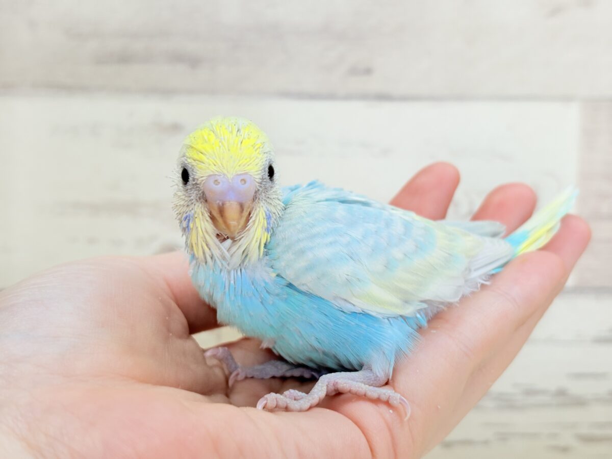 【最新画像】しゅわしゅわ爽やかラムネちゃん🐣🎐セキセイインコ(パステルレインボー) セキセイインコ