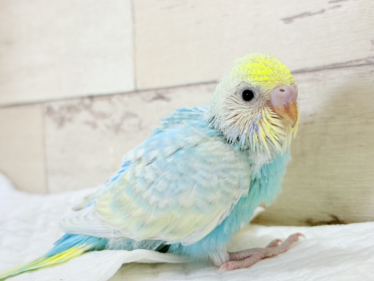 【最新画像】しゅわしゅわ爽やかラムネちゃん🐣🎐セキセイインコ(パステルレインボー) セキセイインコ