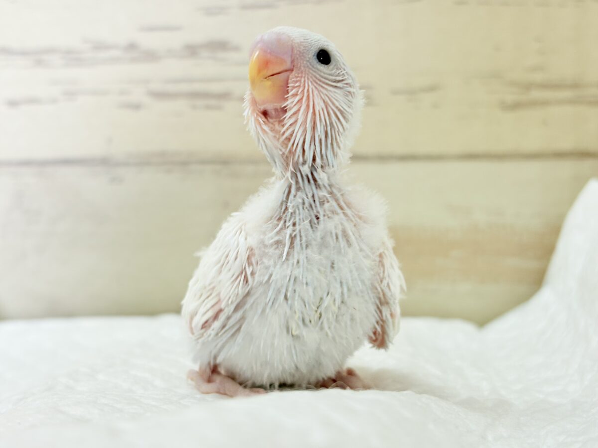 【最新画像】氷上の大天使🐣❄️セキセイインコ(ホワイトダブルファクター) セキセイインコ