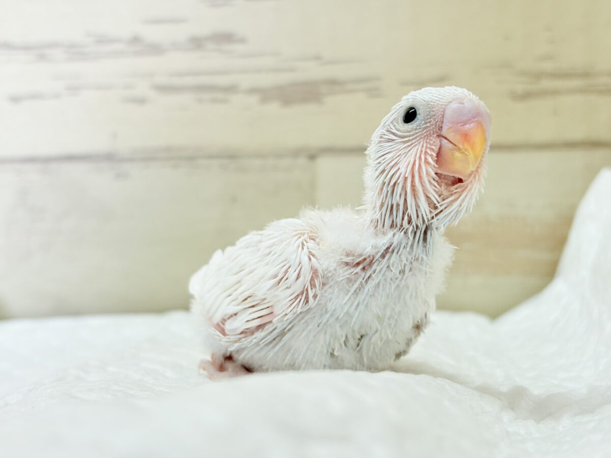 【最新画像】氷上の大天使🐣❄️セキセイインコ(ホワイトダブルファクター) セキセイインコ