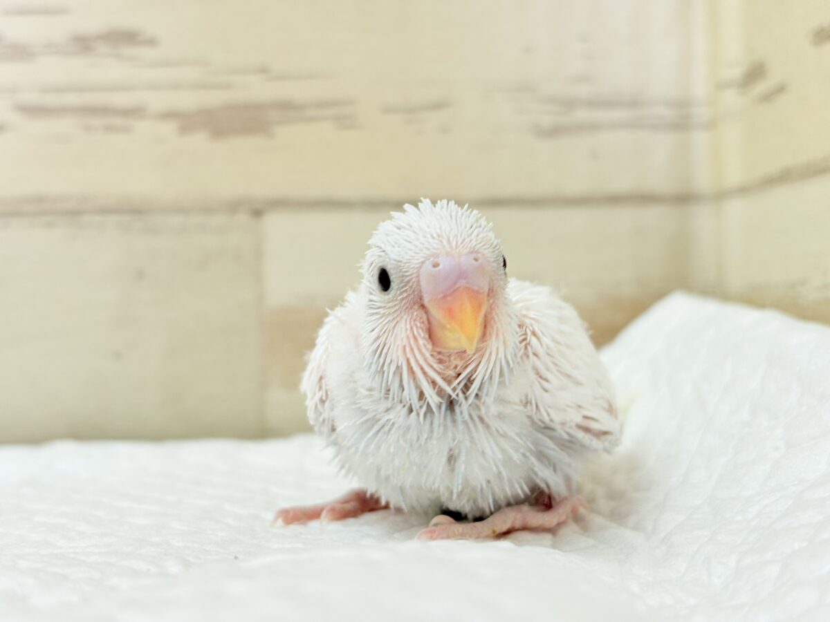 【最新画像】氷上の大天使🐣❄️セキセイインコ(ホワイトダブルファクター) セキセイインコ