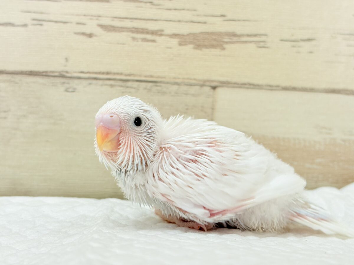 【最新画像】氷上の大天使🐣❄️セキセイインコ(ホワイトダブルファクター) セキセイインコ