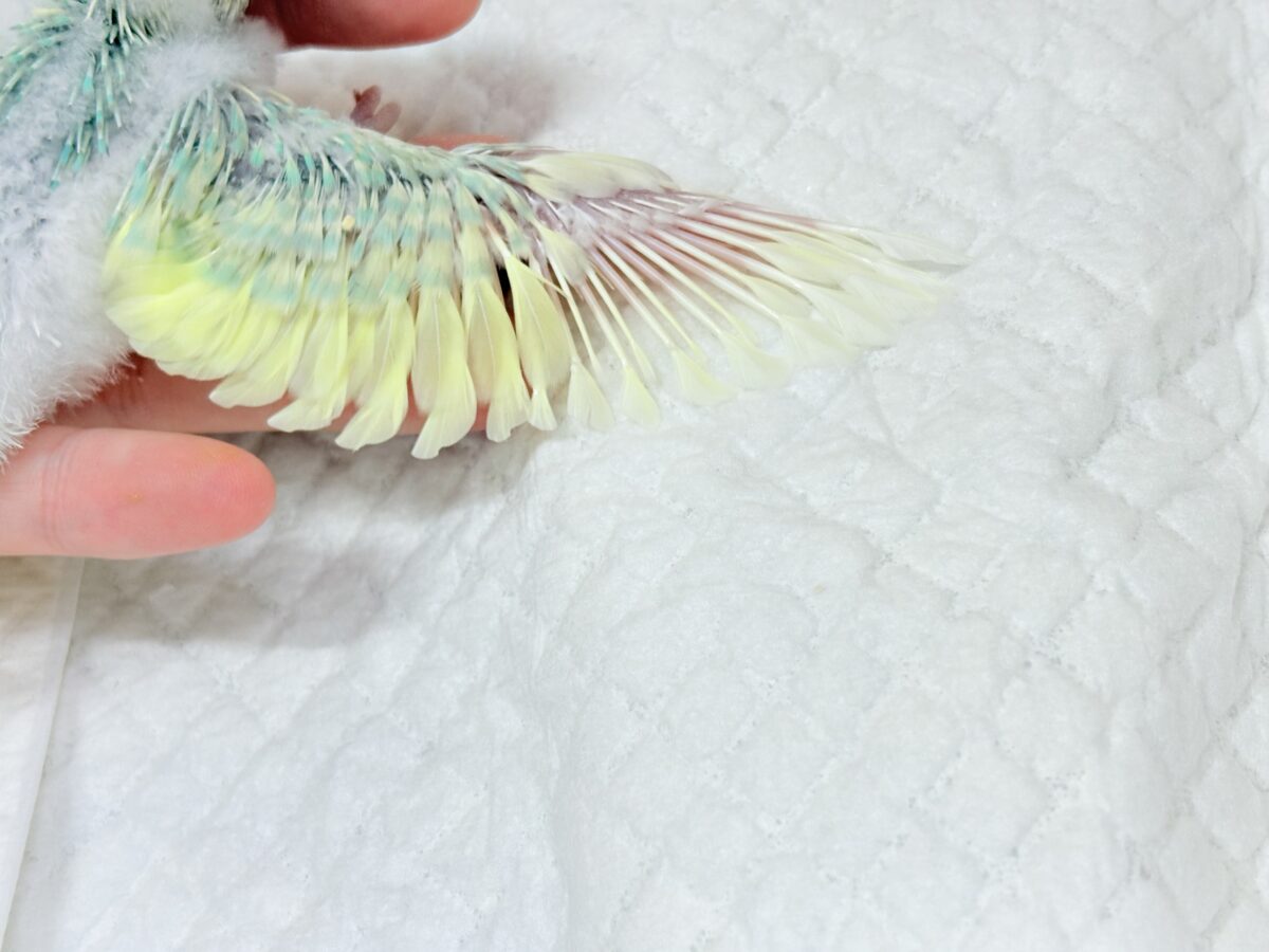 甘え方が可愛すぎっ♡♥♡セキセイインコ(パステルカラーレインボーパイド) ヒナ セキセイインコ