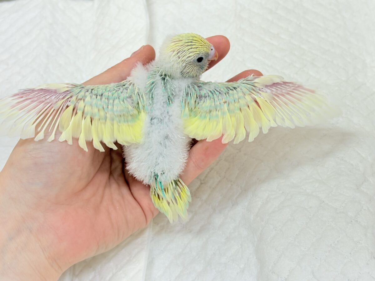 甘え方が可愛すぎっ♡♥♡セキセイインコ(パステルカラーレインボーパイド) ヒナ セキセイインコ