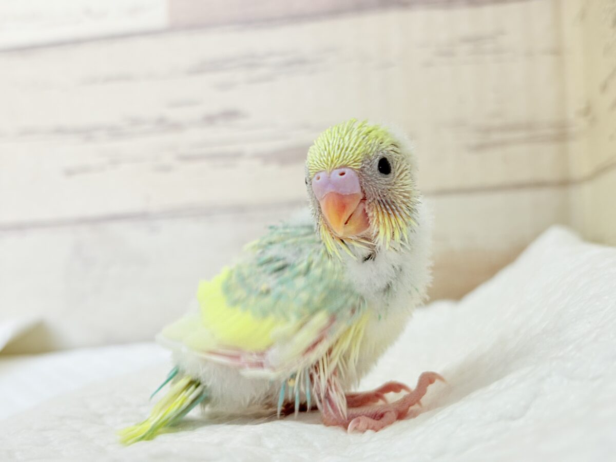 甘え方が可愛すぎっ♡♥♡セキセイインコ(パステルカラーレインボーパイド) ヒナ セキセイインコ