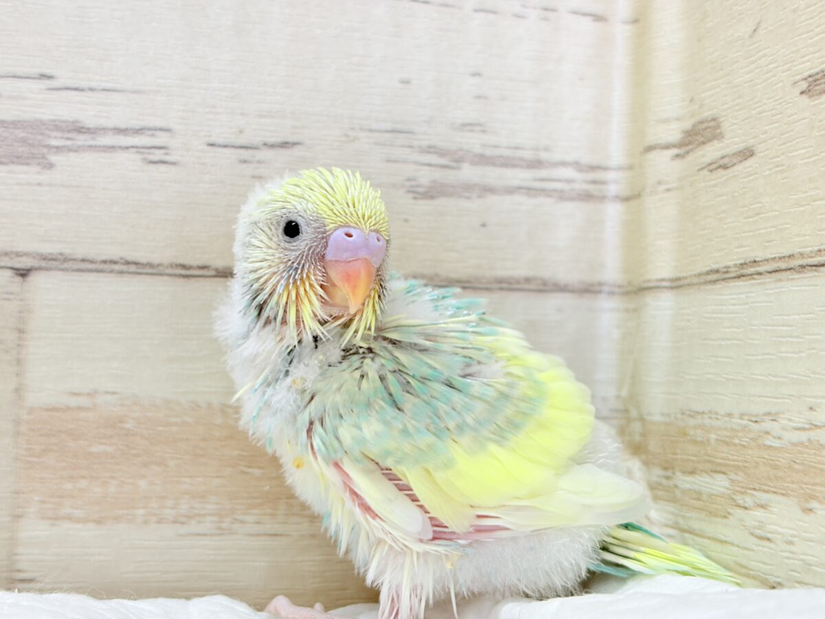 甘え方が可愛すぎっ♡♥♡セキセイインコ(パステルカラーレインボーパイド) ヒナ セキセイインコ
