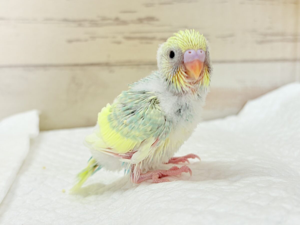 甘え方が可愛すぎっ♡♥♡セキセイインコ(パステルカラーレインボーパイド) ヒナ セキセイインコ