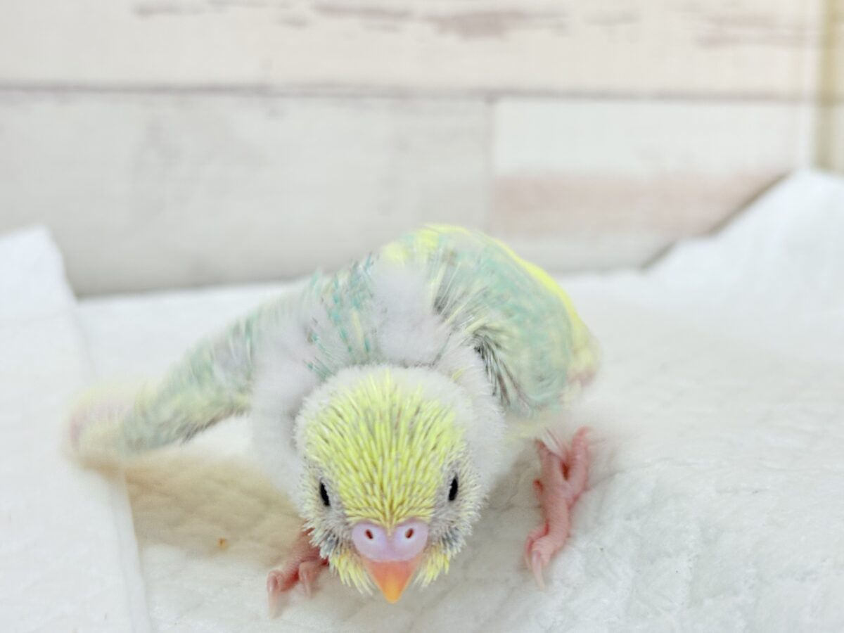 甘え方が可愛すぎっ♡♥♡セキセイインコ(パステルカラーレインボーパイド) ヒナ セキセイインコ