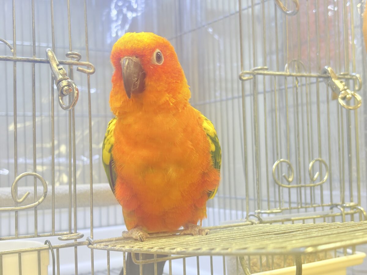 まんまる頭の甘々フェイス❣️コガネメキシコインコちゃん❣️ コガネメキシコインコ