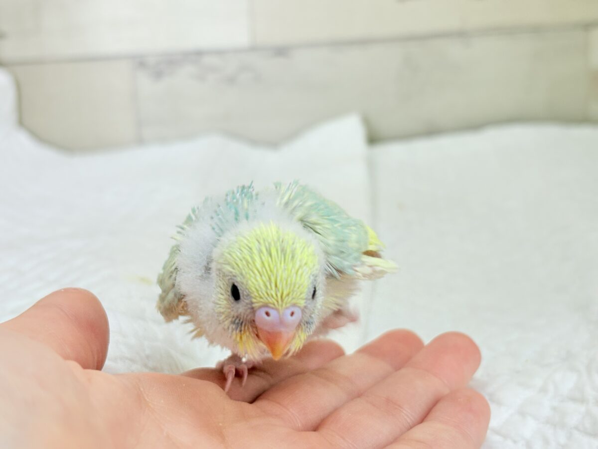 甘え方が可愛すぎっ♡♥♡セキセイインコ(パステルカラーレインボーパイド) ヒナ セキセイインコ