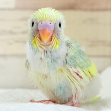 甘え方が可愛すぎっ♡♥♡セキセイインコ(パステルカラーレインボーパイド) ヒナ
